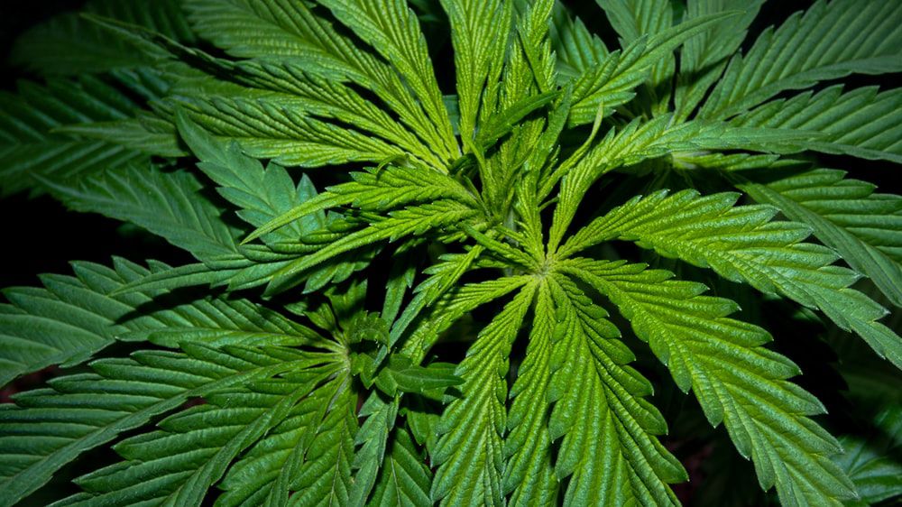 pot
